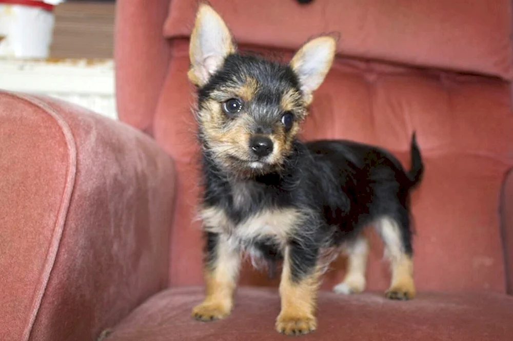 Yorkie und Spaniel Métis