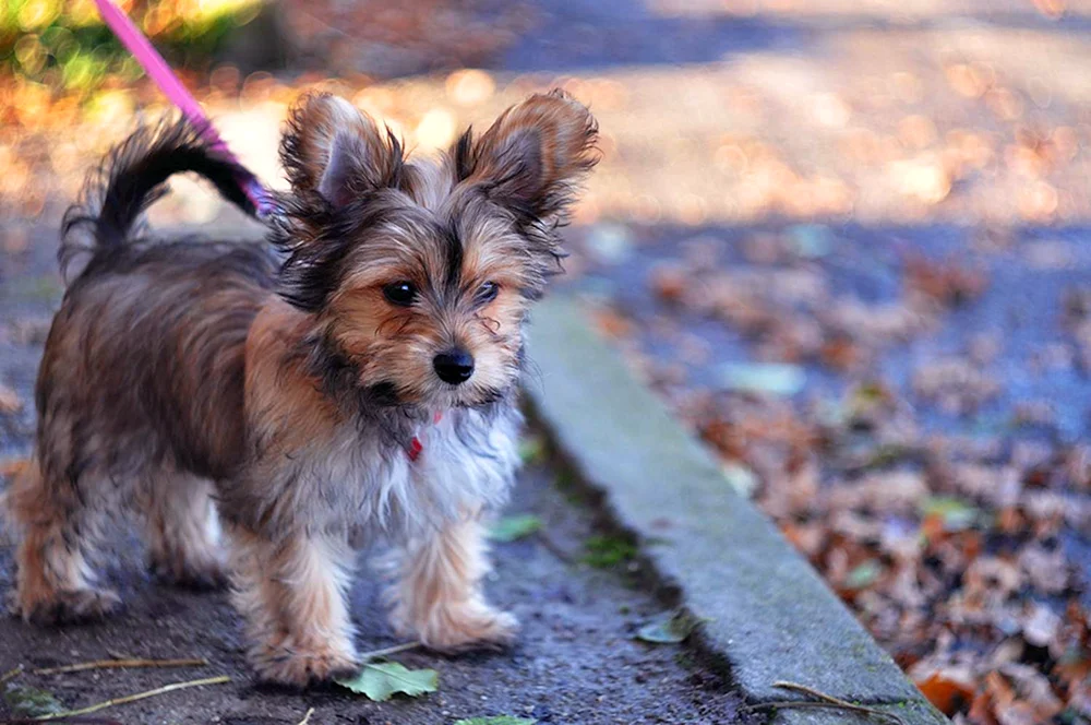 Yorkshire Terrier Mix