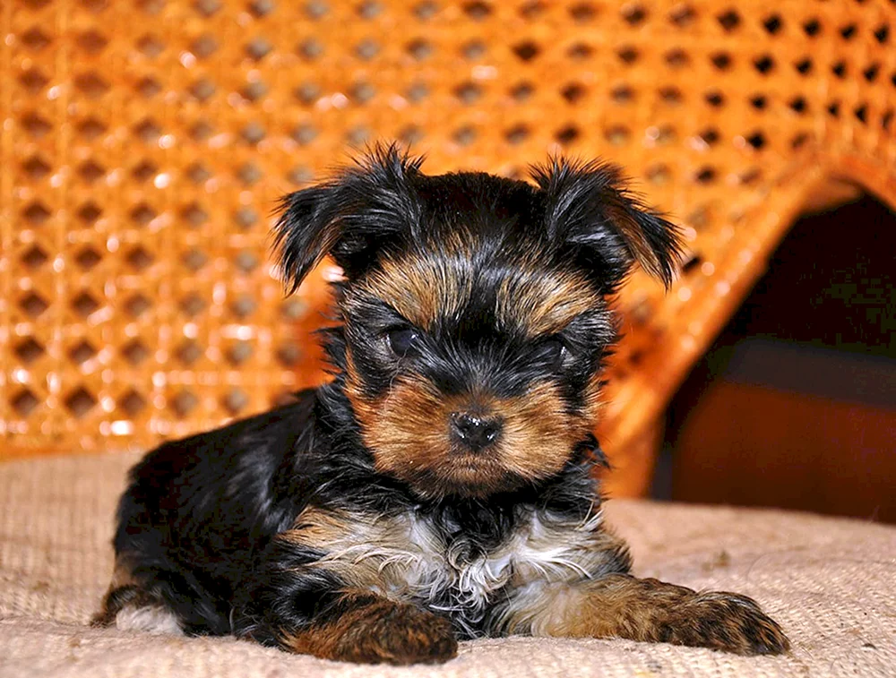 Yorkshire Terrier mit Yorkshire Terrier Welpen Welpen