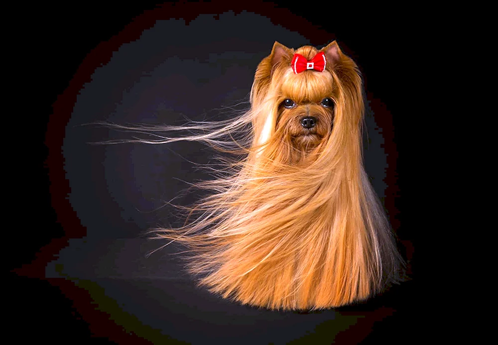 Afghanischer Windhund Rasse