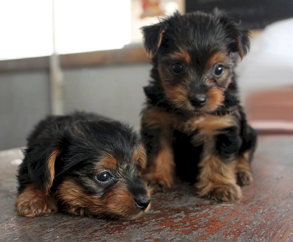 Yorkshire Terrier hypoallergen