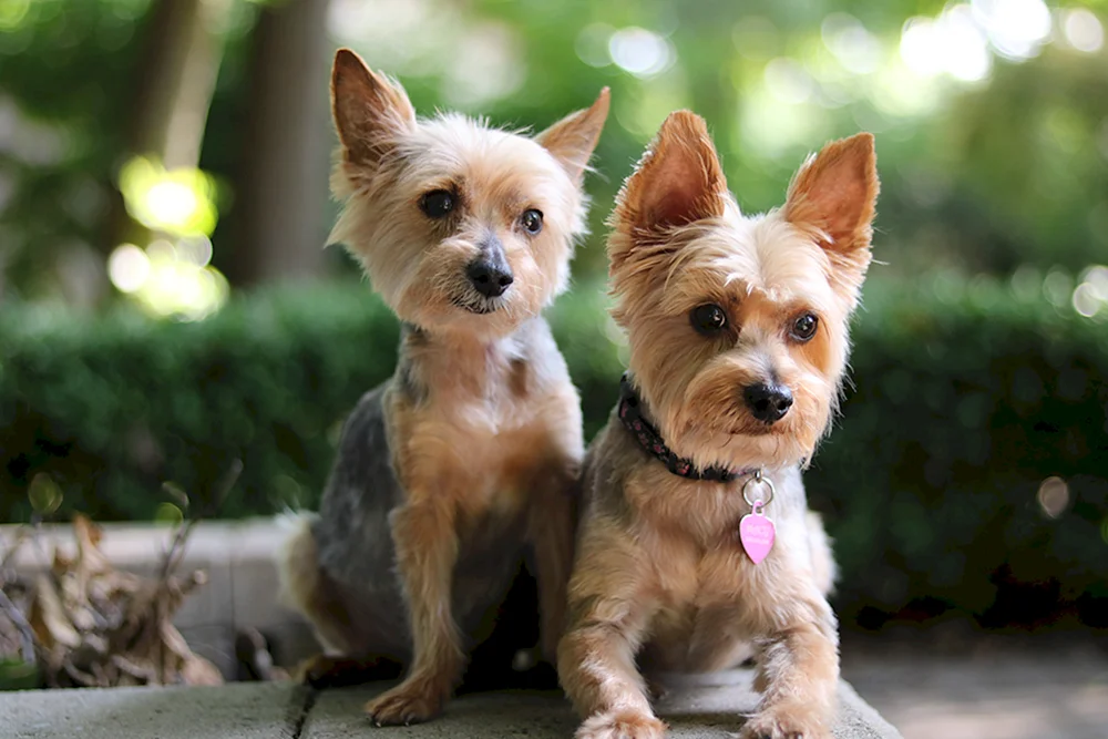 Yorkshire Terrier hypoallergen