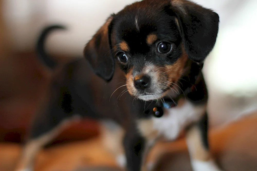 Yorkshire Terrier glatthaarig