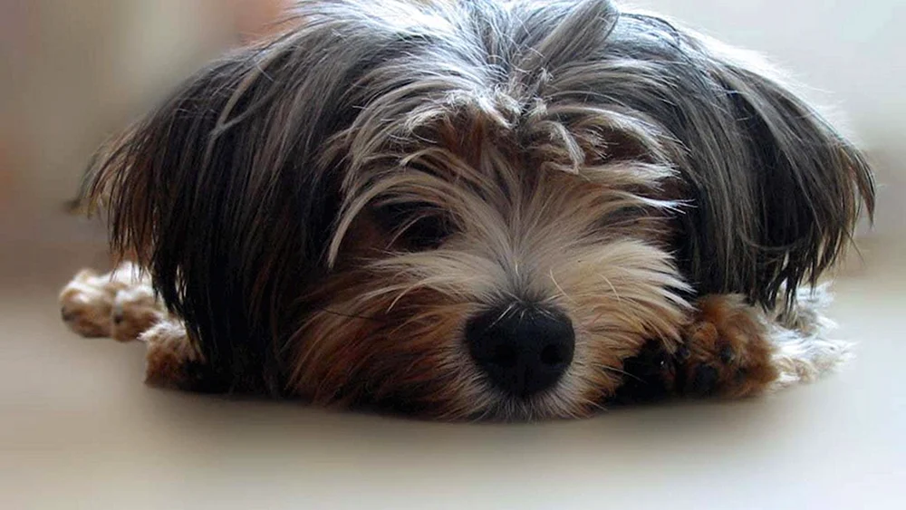 Gizmo griffon