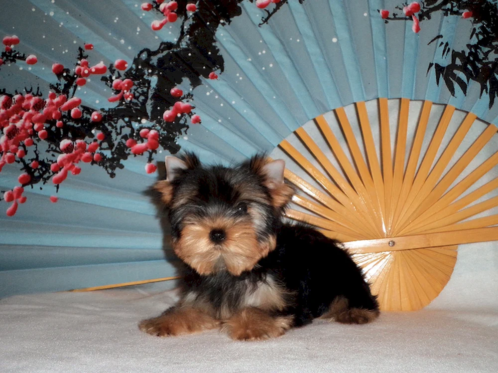 Yorkshire Terrier maxi