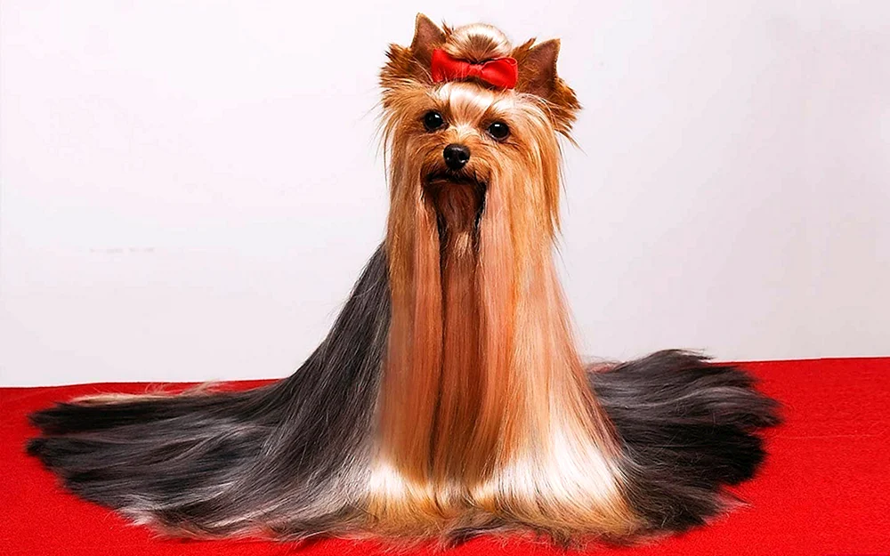 Yorkshire Terrier Maxi