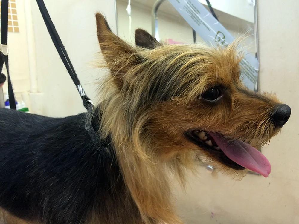Yorkshire Terrier métis
