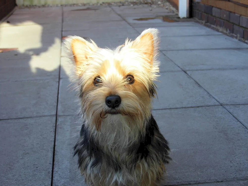 York und spitz schwarz