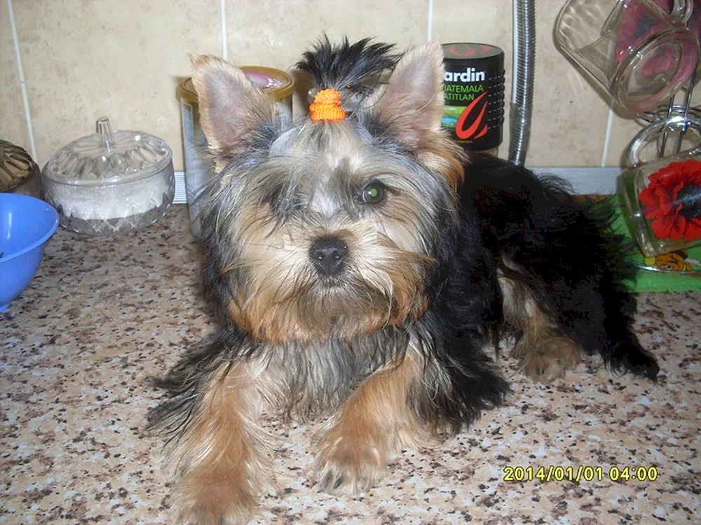Harthaar Yorkshire Terrier