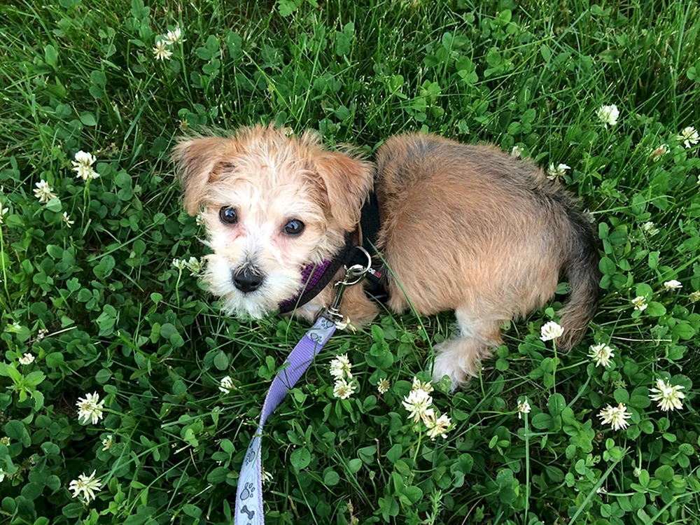 Yorkshire Terrier Mix mit Dackel