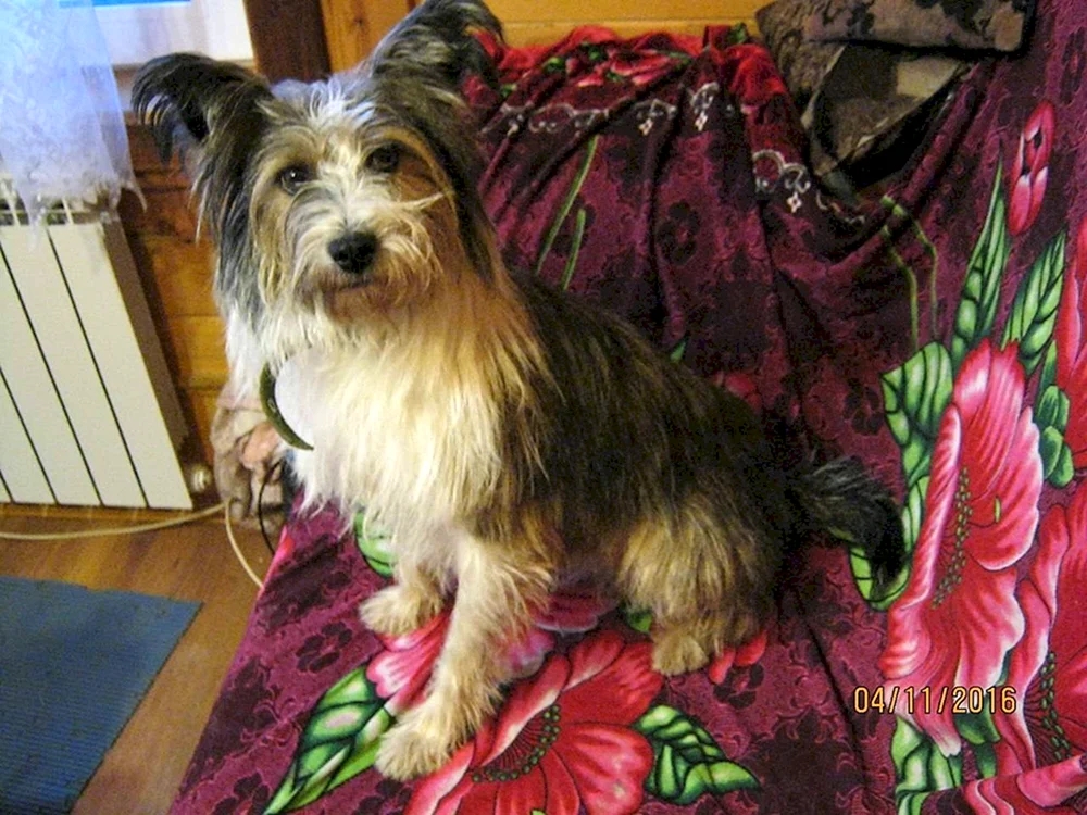 Shih Tzu und Yorkie métis