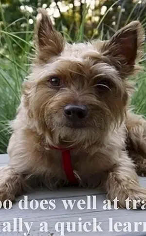 Yorkshire Terrier Métis