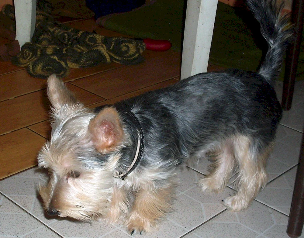 York und York Terrier Mix