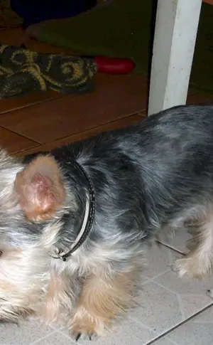 Yorkshire Terrier métis