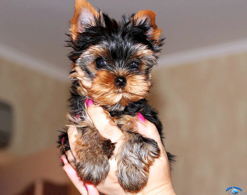 Yorkshire Terrier mini