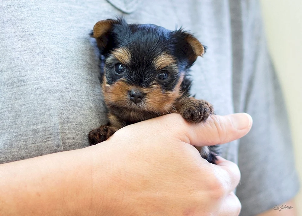 Yorkshire Terrier