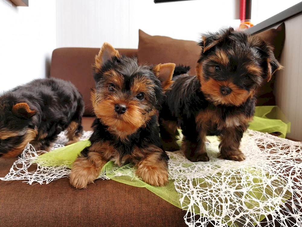 Low-haired Yorkshire Terrier