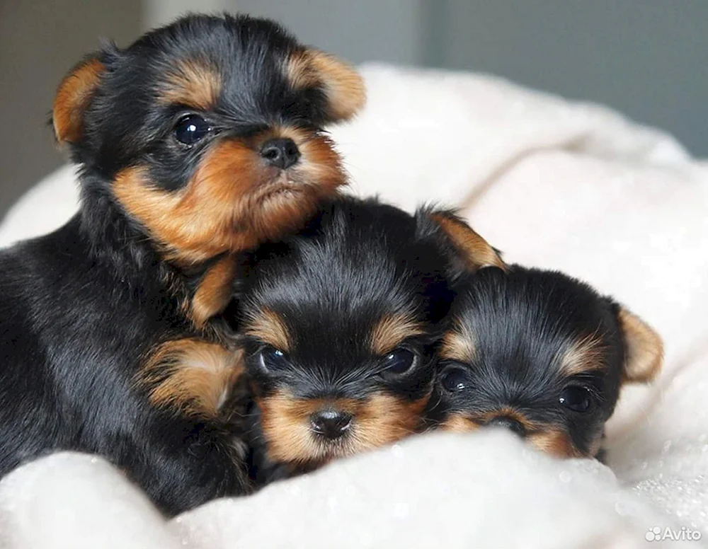 Zwerg Yorkshire Terrier