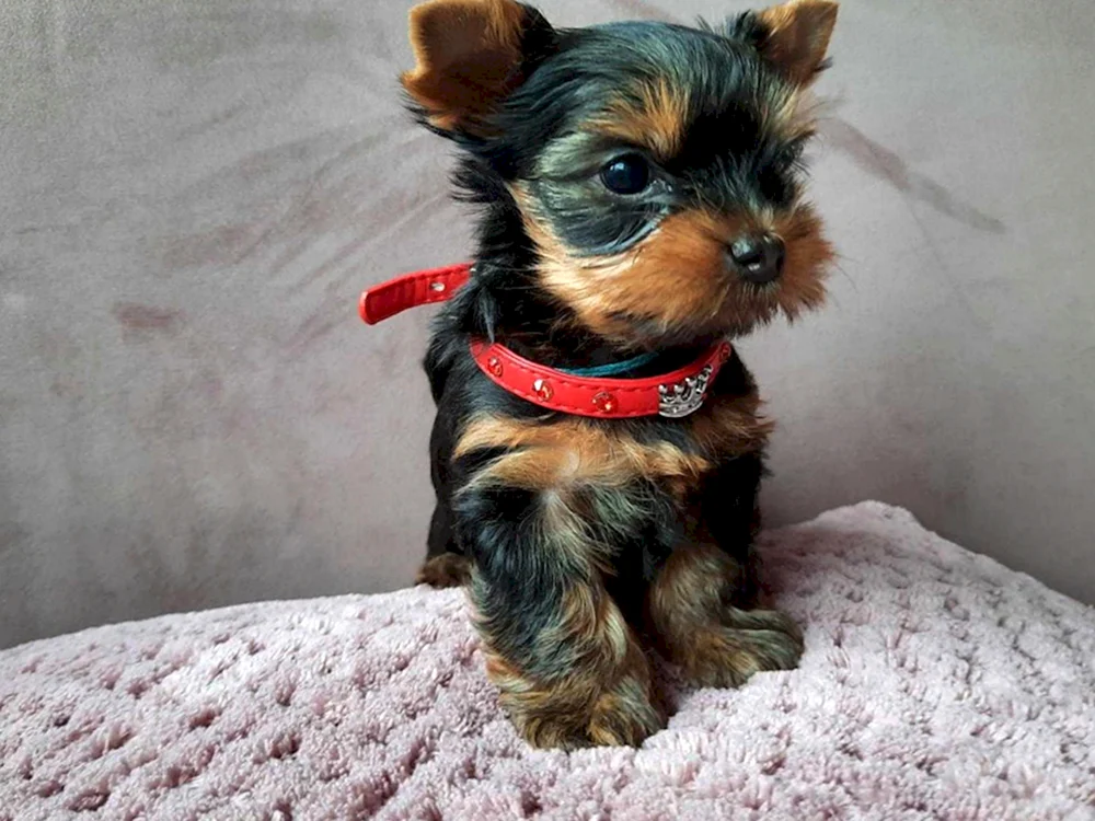 Yorkshire Terrier langhaarig