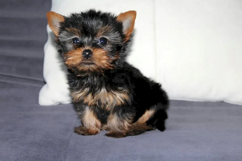 Yorkshire Terrier mini