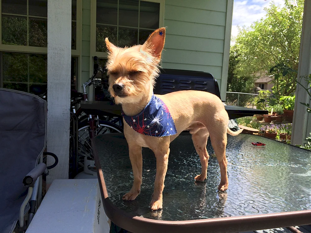 Yorkshire Terrier kahl