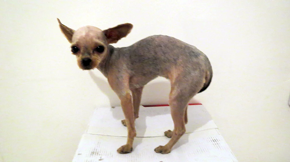 Yorkshire Terrier kahlköpfig