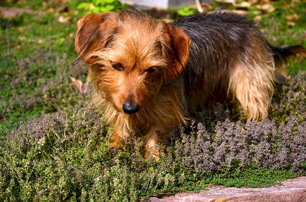 York schwarzer Yorkie Mix