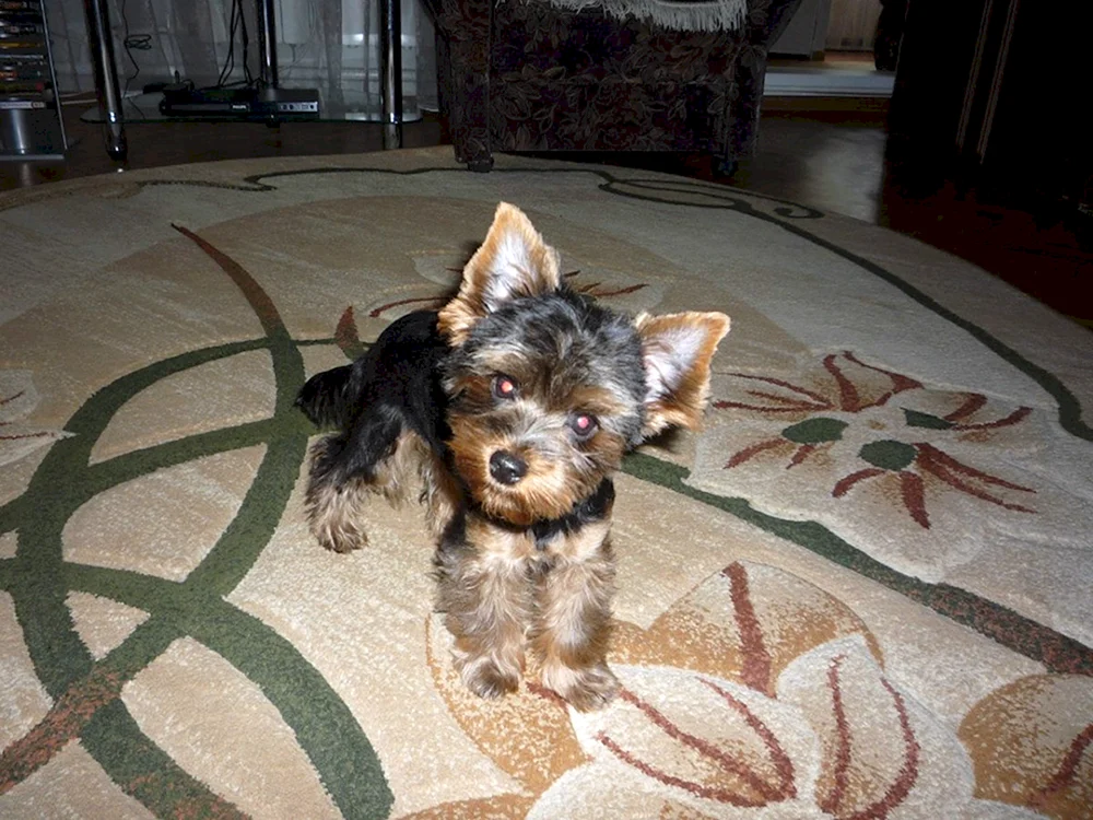 Shih Tzu und Yorkie métis