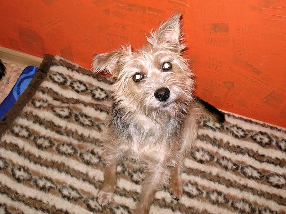 Yorkshire Terrier métis