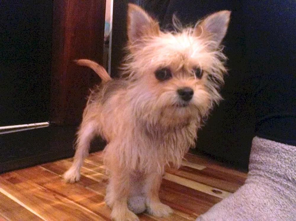 Yorkie terrier métis