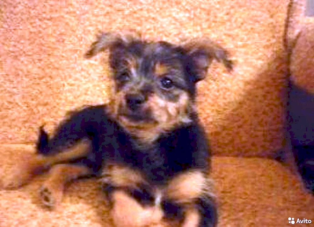 Yorkie und Yorkie Mix