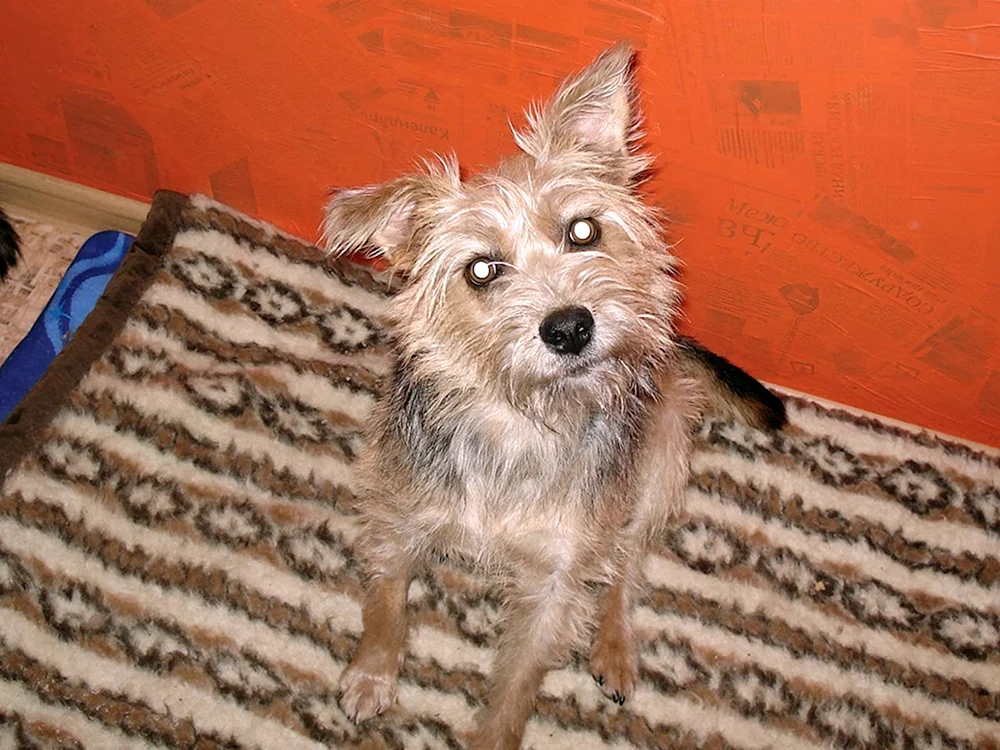 Yorkshire Terrier Métis Hund. Yorkshire Terrier