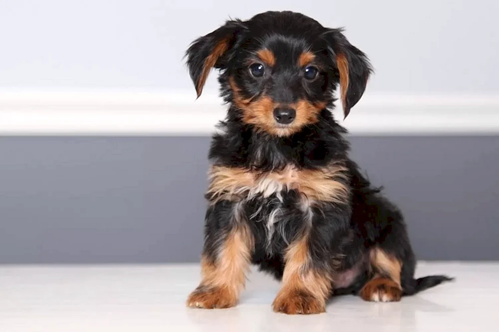 Jack Russell und Yorkie