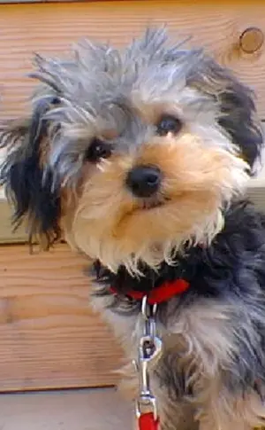 Yorkshire Terrier mit einem Pudel