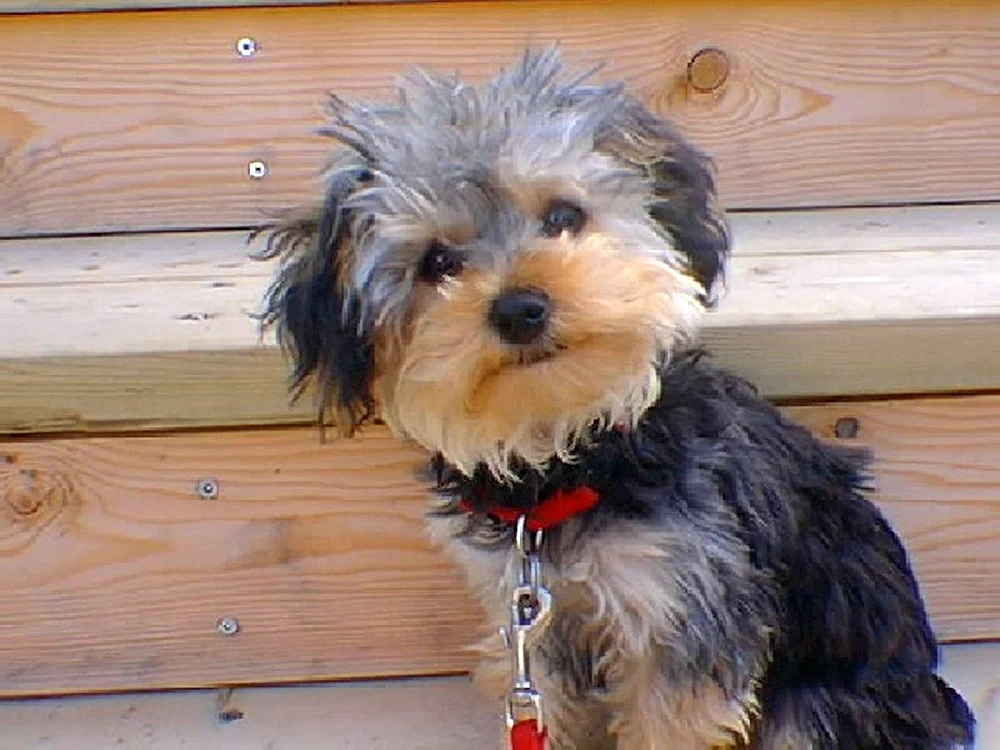 Yorkshire Terrier mit einem Pudel