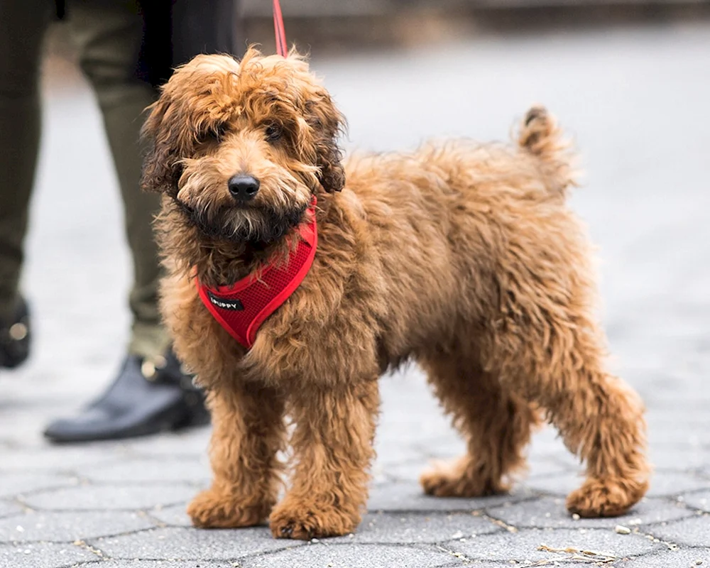Yorkshire Terrier mit einem Pudel