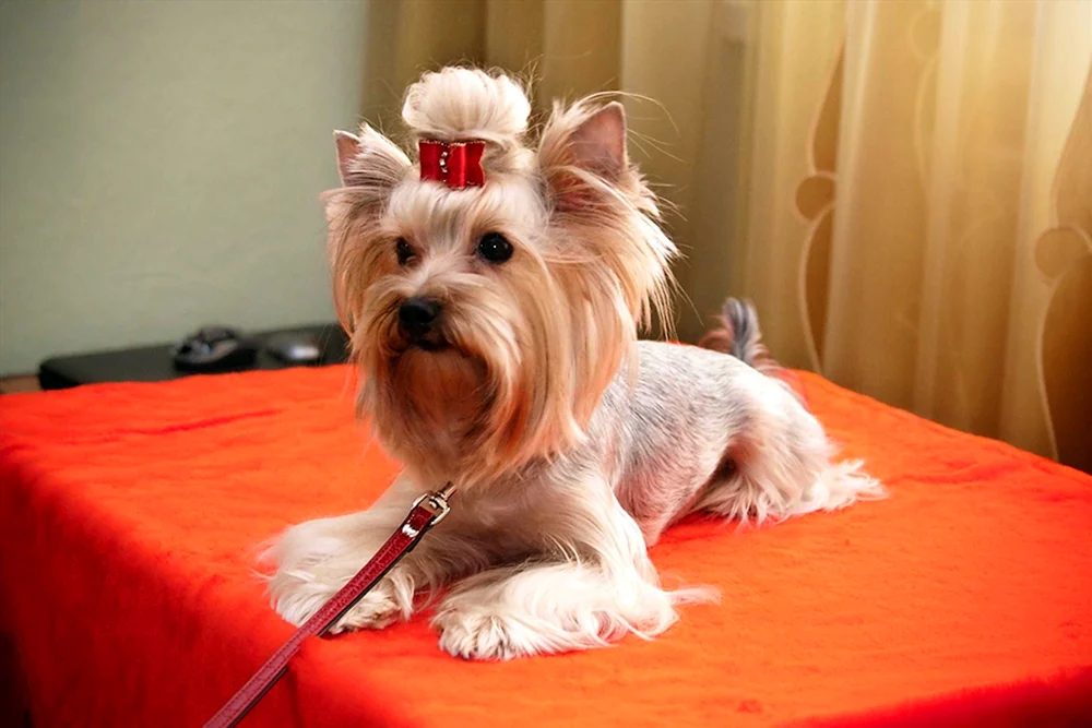 Yurshire Terrier