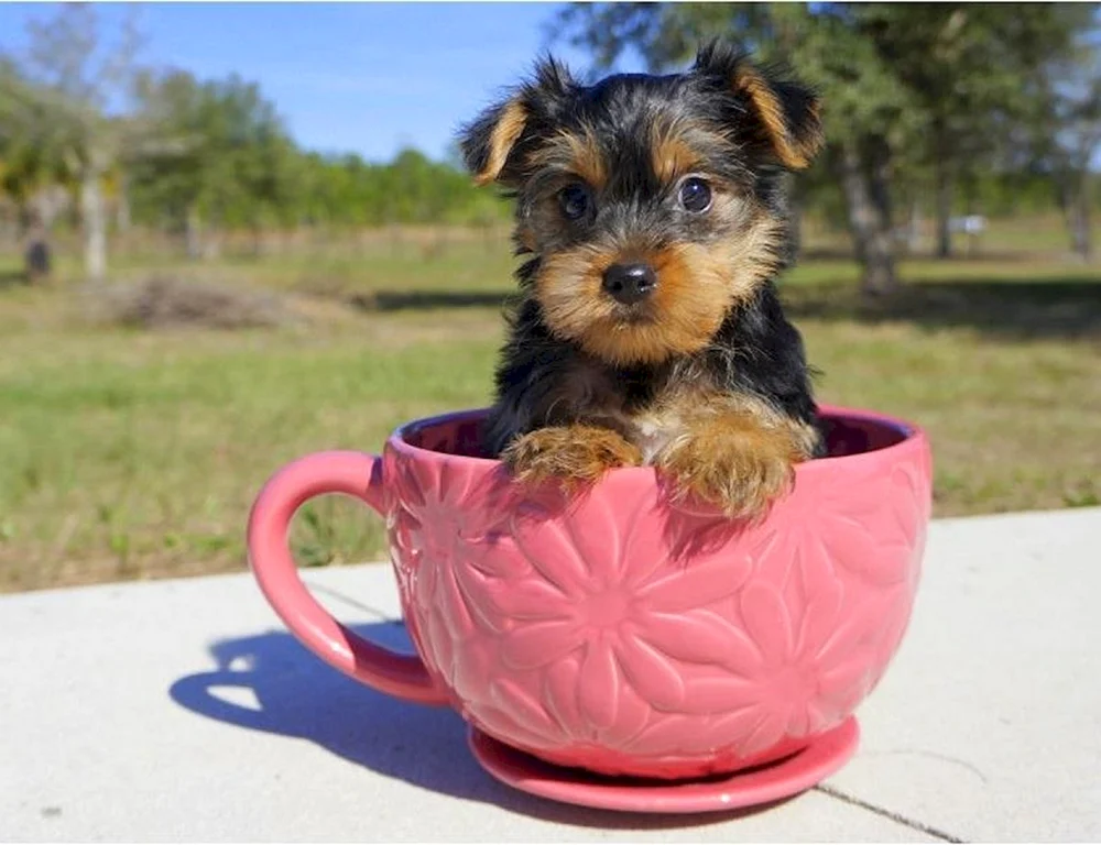 Yorkshire Terrier Terrier mini