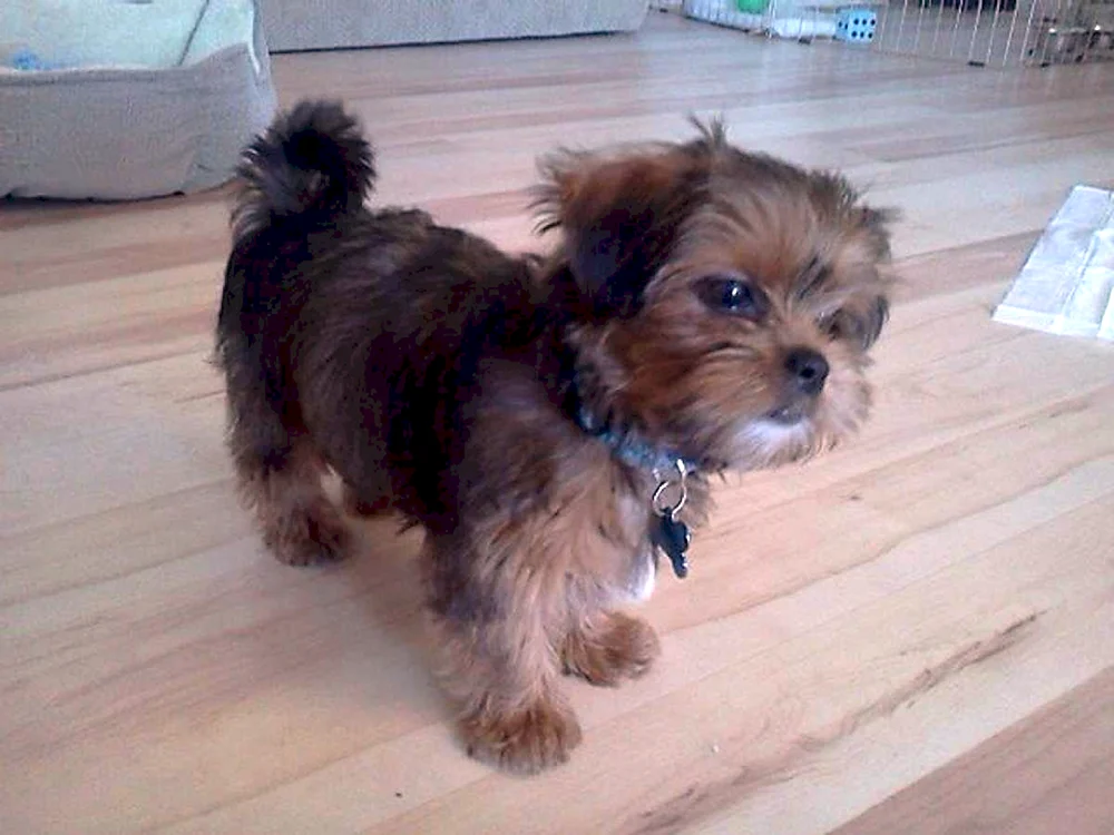 Yorkshire Terrier Shih Tzu