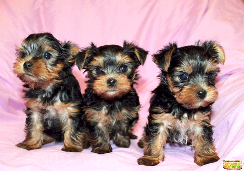 Yorkshire Terrier mit Welpen