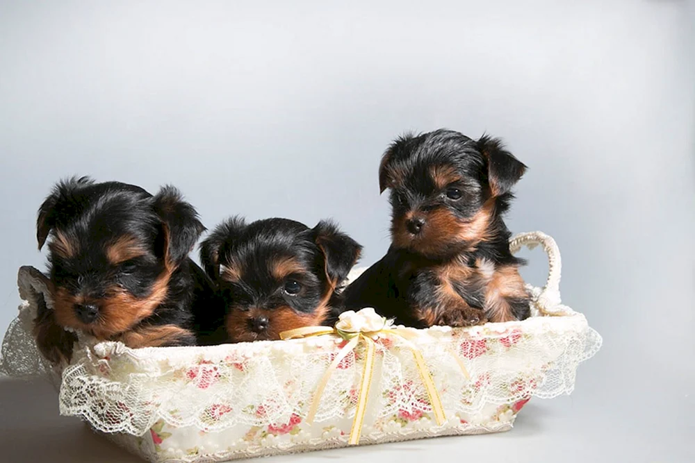 Yorkshire Terrier mit Welpen