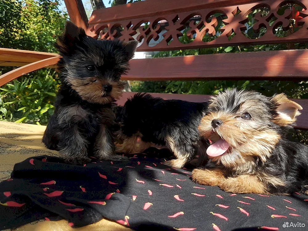 Zwerg Yorkshire Terrier