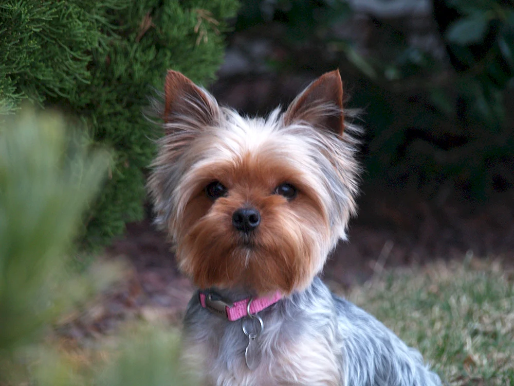 Beaver-Yorkshire Terrier