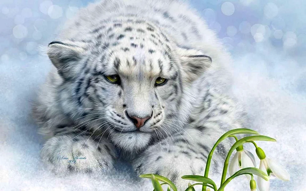 Schneeleopard Irbis Schneeleopard