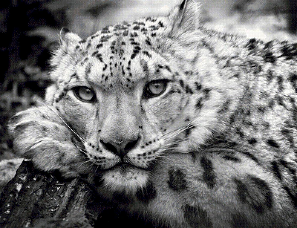 Irbis weißIrbis Schneeleopard Jaguar Schneeleopard Irbis Schneeleopard Irbis Schneeleopard Irbis Schneeleopard Irbis Schneeleopard Irbis weiß Irbis Schneeleopard Irbis Schneeleopard Irbis Schneeleopard Irbis Schneeleopard Irbis