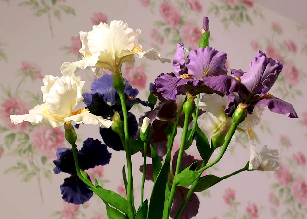 Iris und Gänseblümchen