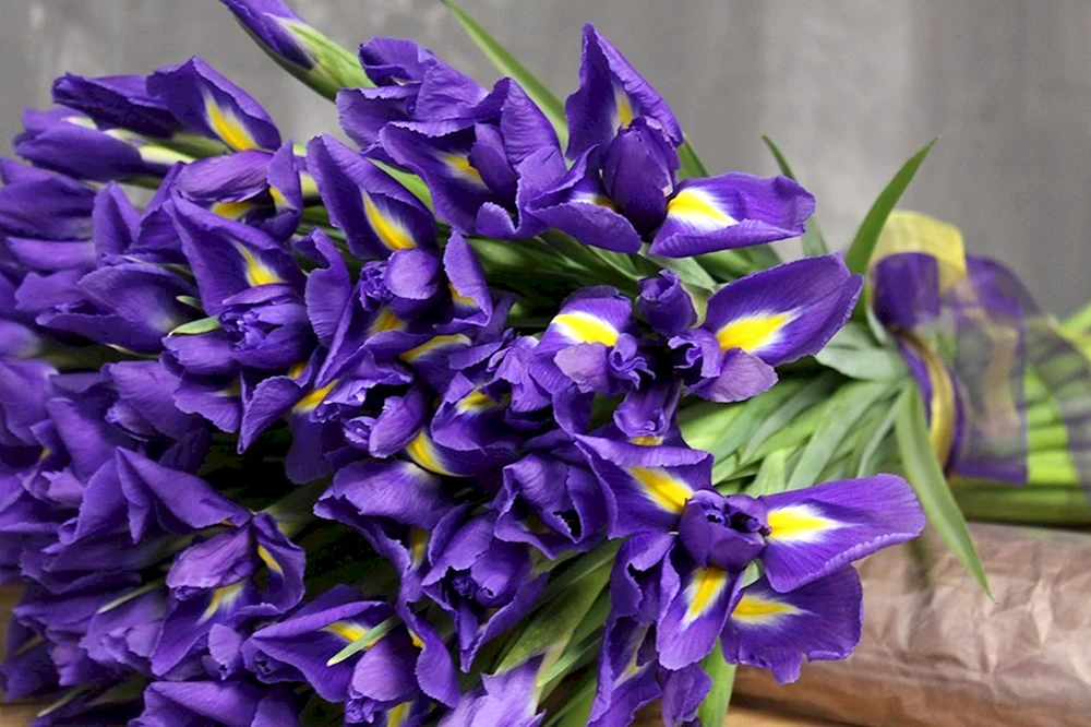 Iris Blume
