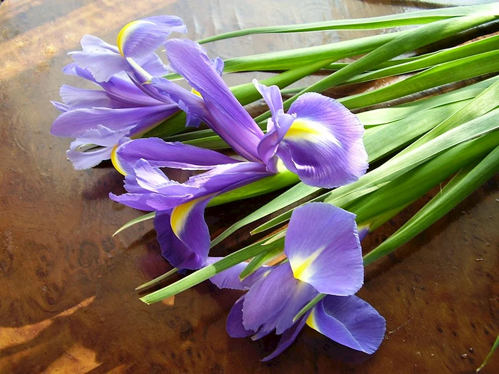 Iris Blue Magic Strauß