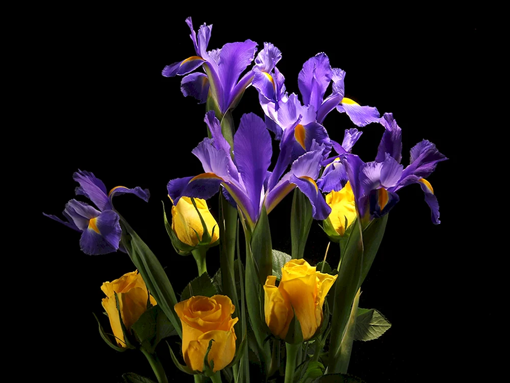 Iris Blume
