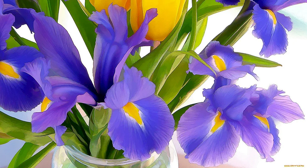 Iris Papagei Blume